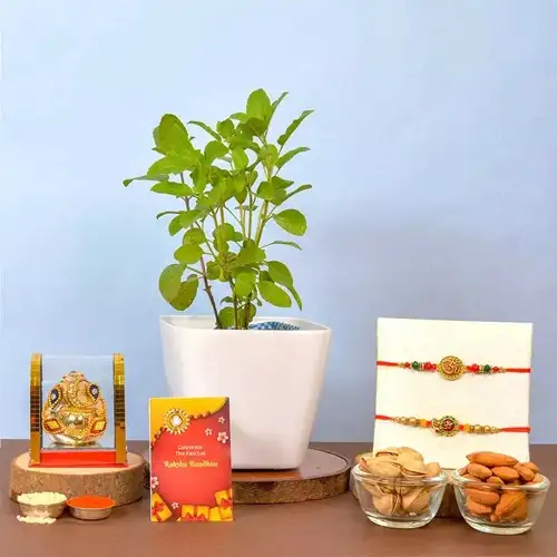 Om Rakhis N Tulsi Plant with Nuttiness