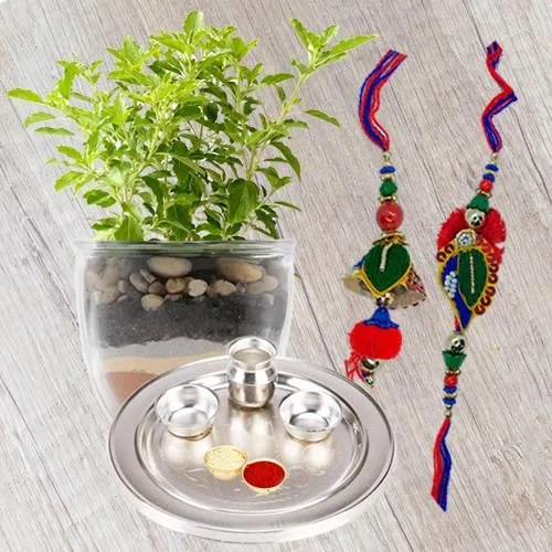 Holy Tulsi Plant n Silver Plated Rakhi Thali for Bhaiya Bhabhi