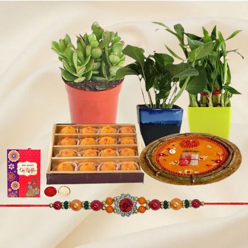 Eco Friendly Rakhi Gift for Brother