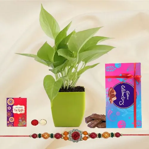 Send Rakshabandhan Wishes with a Money Plant, Cadbury Chocolates & a Rakhi