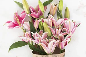 Lily