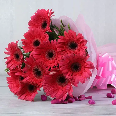 Gerbera